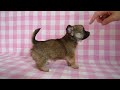 ti089-10 チワワ　神戸ペットショップmilk　ミルク