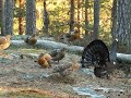Capercaillie display after wildfire