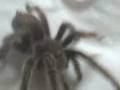 videos de Gertrudis 2.3gp