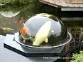 Koi Pearl ist eine einzigartige Innovation, die Ihnen ermöglicht, Ihre Fische ganz nah und von allen Seiten zu betrachten -- über der Wasseroberfläche. In der formschönen Kuppel lassen sich nicht nur neue Facetten dieser prachtvollen Tiere entdecken -- sondern auch eventuelle Verletzungen des Schuppenbildes. 