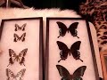 LA Bug Fair \ LA Bug Fair \
