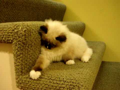Charlie A Seal Mitted with an Hourglass Blaze Ragdoll Cat 0 Charlie A Seal Mitted with an Hourglass Blaze Ragdoll Cat