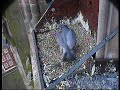 Derby Peregrine Falcon 5 - A Tasty Morsel