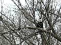 Bald Eagle Saltsburg, PA Video 2 of 5 My car and first perch