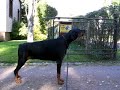Singing Dobermann