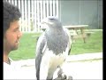 EL ATAQUE DEL PAJARRACO CABRON