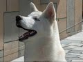 you-aint-nothin-but-a-nindog.html