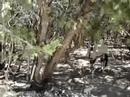 Gemsbok Don\ Gemsbok Don\