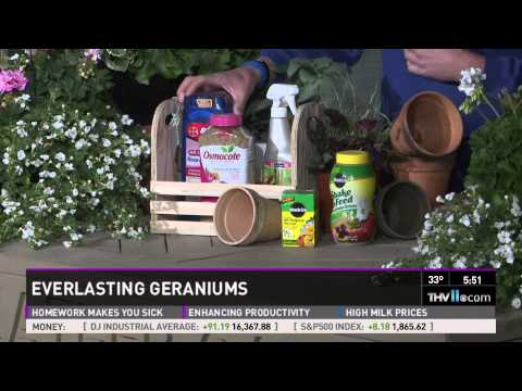 how to fertilize geraniums