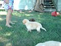 Aussie retreivers