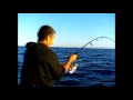Yellowtail at San Pedro Nolasco Island. San Carlos, Mx