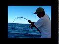 Yellowtail at San Pedro Nolasco Island. San Carlos, Mx