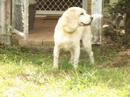 high-flyer.html
