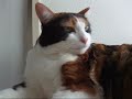 猫、おいしい夢の時間 -   Delicious Dream