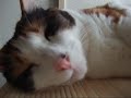猫、おいしい夢の時間 -   Delicious Dream