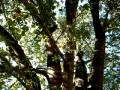 videos de Zephyr climbing a tree