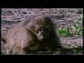 Primates 3/3
