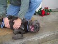 Priscilla A4063974