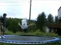 Trampoline movie...