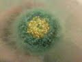 Scheherazade Fizzy Foamy Bath Bomb Melt - Fantasy Bath