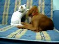 Kurdish Angora Van Cat VS.Irish Setter Dog Cat Fight