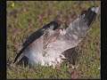 seagull v. Falcon seagull v. Falcon