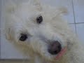 Mike, o cachorrinho