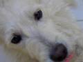 Mike, o cachorrinho