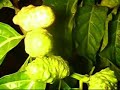El Noni El Noni