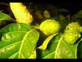 El Noni
