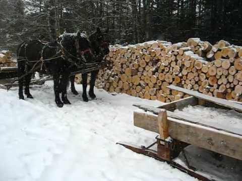horses grand national