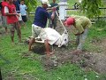 Cepu Idul Adha sapi 2 Cepu Idul Adha sapi 2