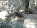 Two little otters Two little otters