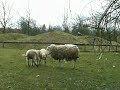 Lamb Sheep Fight 2
