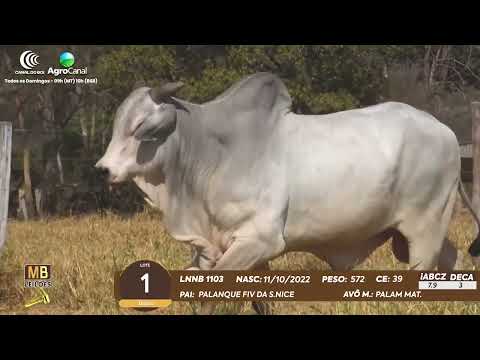 511� LEIL�O VIRTUAL MB LEIL�ES