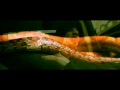 TK - Snaking You (Official Video)