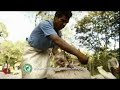 McCafe Rainforest Alliance Coffee 30 sec McCafe Rainforest Alliance Coffee 30 sec