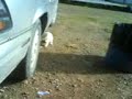 EL GATO SHOW!!! EL GATO SHOW!!!