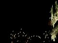 procesion pasion jesus nazareno leon 2007 lunes santo