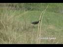 Wattled Jacana, (Jacana jacana)