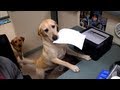 Dog Gives Receipt