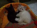 Vit�ria e o carinho