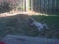 Greyhound vs. Bullmastiff/Pit Mix Greyhound vs. Bullmastiff/Pit Mix