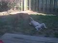 Bullmastiff video