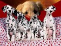 Puppy Love