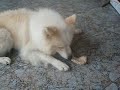 Un lobo checo entre samoyedos.