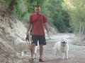 Un lobo checo entre samoyedos.