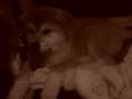 Akita Inu video