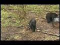 Timberline Wild Adventures Christines first Bear hunt