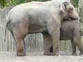 Elephants for adults only
